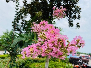 紫薇树怎么种植？需要怎么样的生长环境？