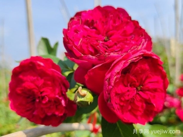 蒂娜月季一年开几次花？蒂娜开花周期及病虫害防治技巧