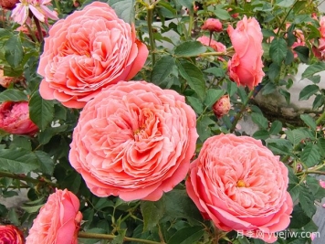 月季花什么时候开？月季花怎么养？月季花语是什么？