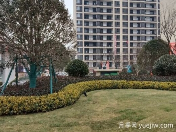 景观绿化龟背式种植施工工艺