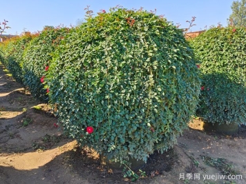 小苗拼栽类球的产生及应用