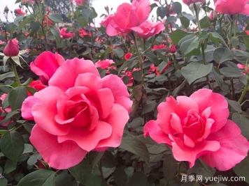 你学会区别玫瑰和月季了吗？