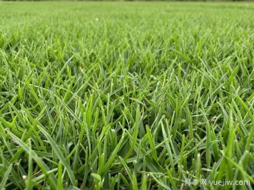 春季如何使草坪快速返青复壮？