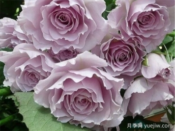 蜻蜓月季，颜值堪称天花板，紫色仙气飘飘