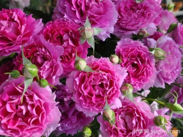 稀有高贵的十个品种的月季花