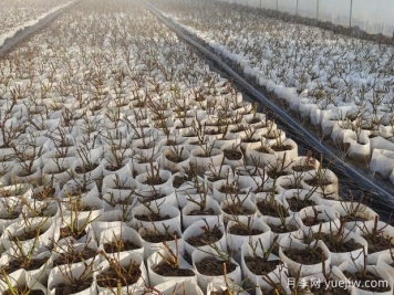 月季花繁殖方法：播种、嫁接与分株的优缺点是什么？