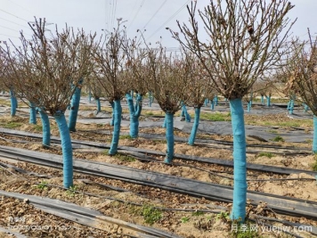 树状月季耐寒多少度？