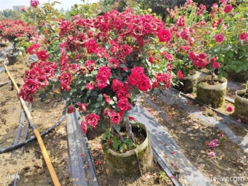 老桩提根月季精品美植袋苗现货供应盆景
