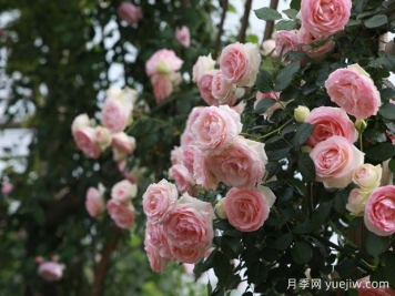 泸州月季应用和月季景观