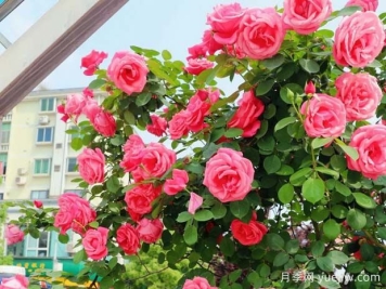 遂宁月季应用和月季景观