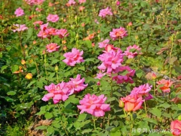 乐山月季应用和月季景观