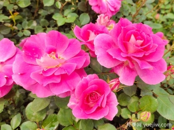 美艳长新的月季花科普