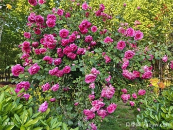 春季月季修剪及月季花园营造