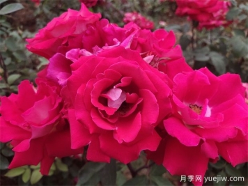 月季是千姿百态的花中皇后