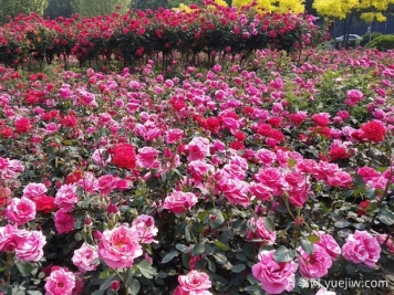 月季有哪些园林价值？