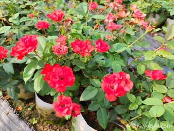 月季的5个培育方法和常见月季品种