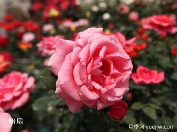 早春园林苗木四大害虫防治方法