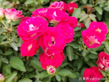 微型月季花的养殖方法？