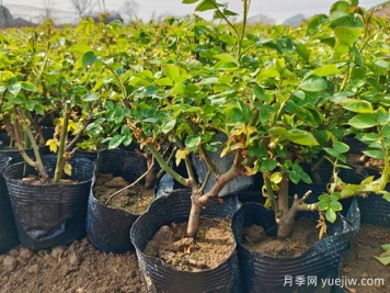 如何养好一棵月季小苗？按照这6点做