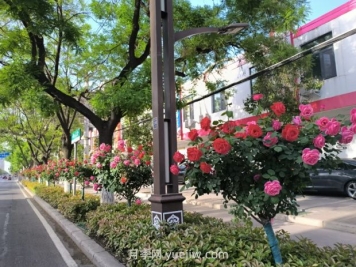 漯河月季：最美人间四月天 月季花开香满城