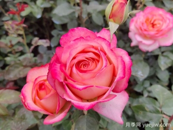 绚丽多彩之月季