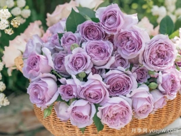 三个超梦幻的蓝紫色月季推荐