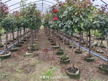 苗木分级怎么分？都有哪些等级？