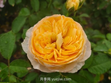 从一万种月季花中精选这10种，你喜欢吗？