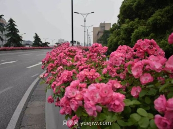 现在都流行栽月季吗？