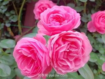 丽水月季花开我在这里等你