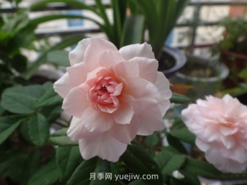 花见小路月季/花间小路