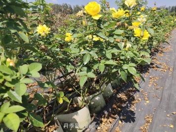 苗木叶片发黄怎么办？原因分析和解决施策