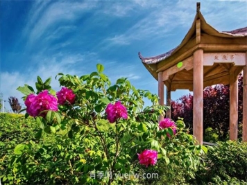 南阳卧龙嘉农玫瑰园成网红打卡地，带领村民致富