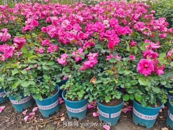 月季小苗养成大苗，打顶和压枝哪个快？