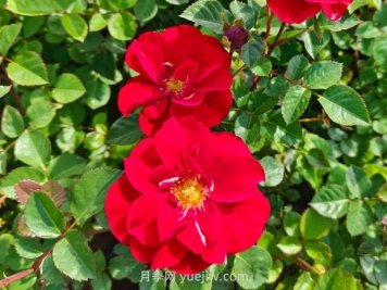 推荐10种高颜值月季品种