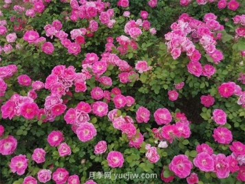 五月份园林绿地养护技术要点