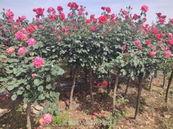 新植苗木的夏季养护管理