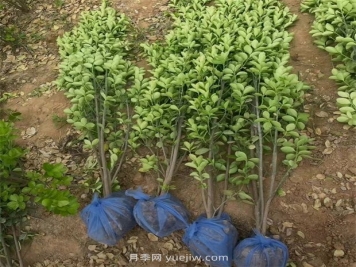 北海道黄杨种植方法