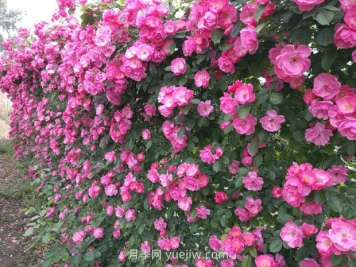 爬藤月季怎么施肥？月季施肥方法