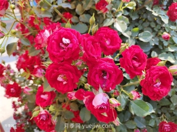 如何解决月季开花不旺？