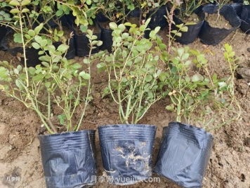 品种月季价格哪里便宜，多少钱？