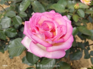 十大浓香勤花月季