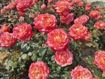 月季花花期是什么时候？