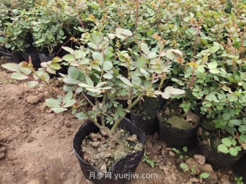 月季花什么时候移栽比较好？