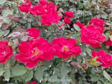 红帽子月季怎么种植？