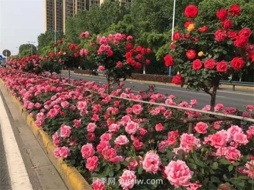 绿化养护如何提高管理？