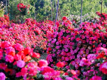 园林景观设计中什么是立体绿化？