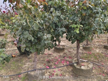 苗木栽植养护注意事项