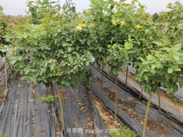 影响苗木嫁接成活的外因因素有哪些？