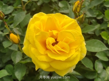 耀眼鲜明的大花金凤凰月季